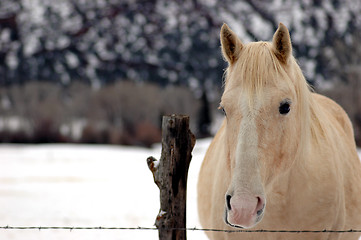 Image showing Blonde Mare