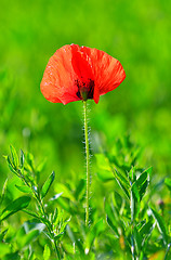 Image showing Red poppy (Papaver rhoeas) with out of focus field 