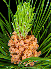 Image showing Spruce tree pollen