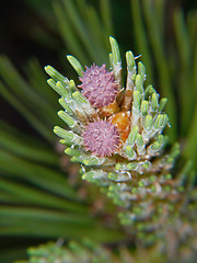 Image showing Spruce tree flower