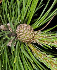 Image showing Fresh spruce cone