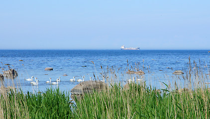 Image showing Seacoast