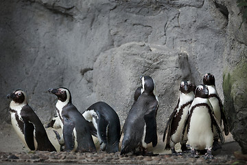 Image showing Group of penguins on the rocks background