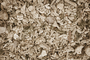 Image showing Background from the corals on the beach