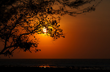 Image showing Sunset on the ocean - sun is shining through tree