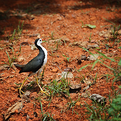 Image showing White Breasted Waterhen