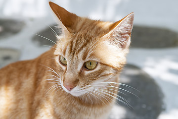 Image showing Young cat