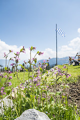 Image showing Flowers in alps