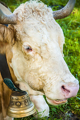 Image showing Bavaria cow