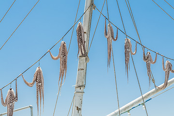 Image showing Hanged squid