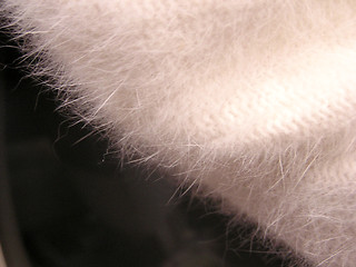 Image showing angora