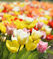 Image showing Tulip Flowers With Sunlight