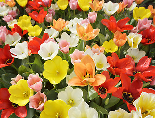 Image showing Field Of Tulip Flowers 