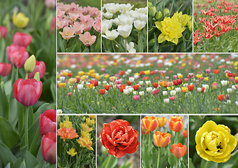 Image showing Tulip Flowers Collection