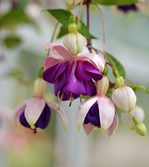 Image showing  Fuchsia Flowers 