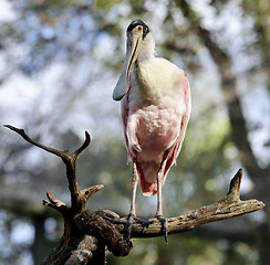 Image showing Roseate Spoonbill Perching