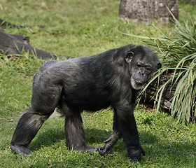 Image showing Chimpanzee