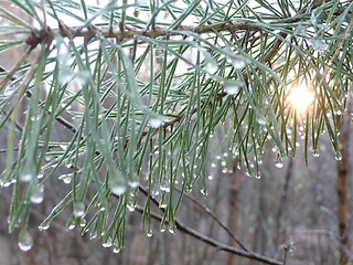 Image showing Winter forest