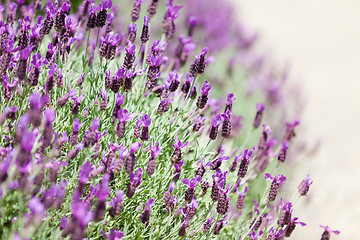 Image showing blooming lavender