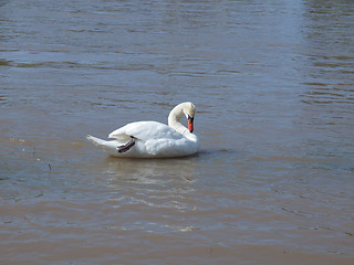 Image showing Swan bird