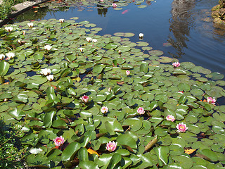 Image showing Waterlily