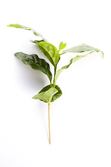 Image showing Leaves coffee tree isolated on white 