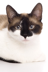 Image showing Cat isolated over white background. Animal portrait.