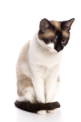 Image showing Cat isolated over white background. Animal portrait.