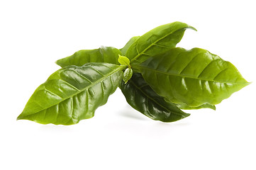 Image showing Leaves coffee tree isolated on white 
