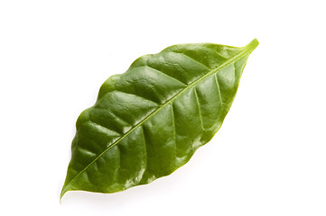 Image showing Leaves coffee tree isolated on white 