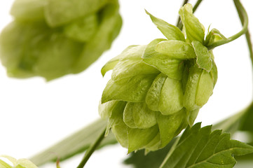 Image showing Hop cone and leaves on white background 