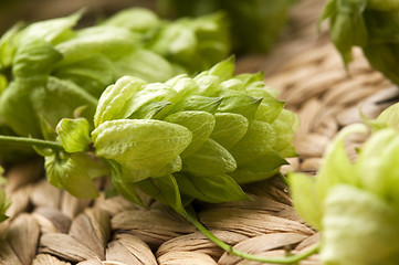 Image showing Hop cone and leaves