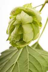 Image showing Hop cone and leaves on white background 