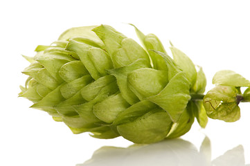 Image showing Hop cone and leaves on white background 