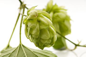 Image showing Hop cone and leaves on white background 