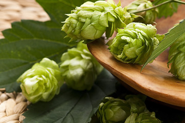 Image showing Hop cone and leaves