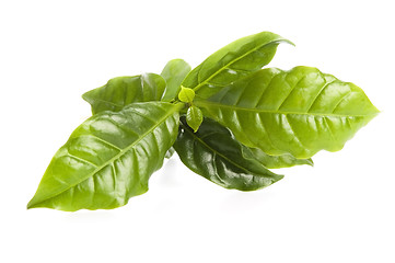 Image showing Leaves coffee tree isolated on white 