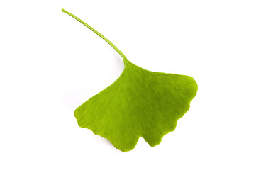 Image showing Ginkgo biloba leaf isolated on white