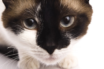 Image showing Cat isolated over white background. Animal portrait.