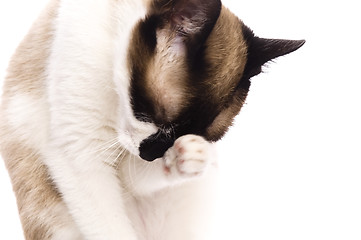 Image showing Cat isolated over white background. Animal portrait.