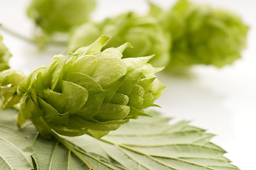 Image showing Hop cone and leaves on white background 