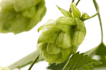 Image showing Hop cone and leaves on white background 