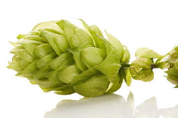 Image showing Hop cone and leaves on white background 