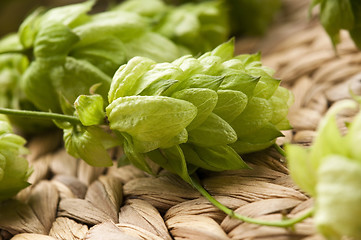 Image showing Hop cone and leaves