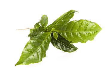 Image showing Leaves coffee tree isolated on white 