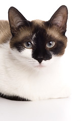 Image showing Cat isolated over white background. Animal portrait.