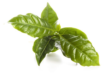 Image showing Leaves coffee tree isolated on white 