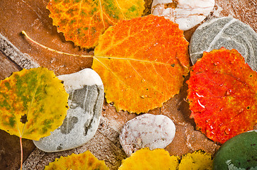 Image showing Fallen autumn leaves on stones, close-up