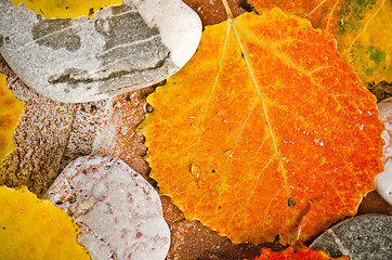 Image showing Fallen autumn leaves on stones, close-up