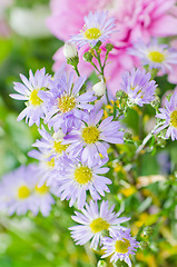 Image showing Summer flowers bouquet, close-up